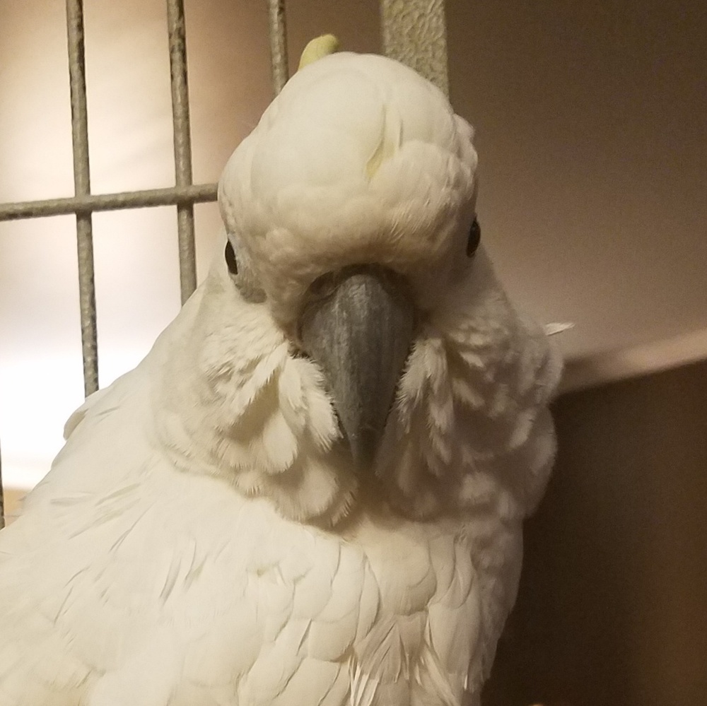 Meet your Posher, Maddie